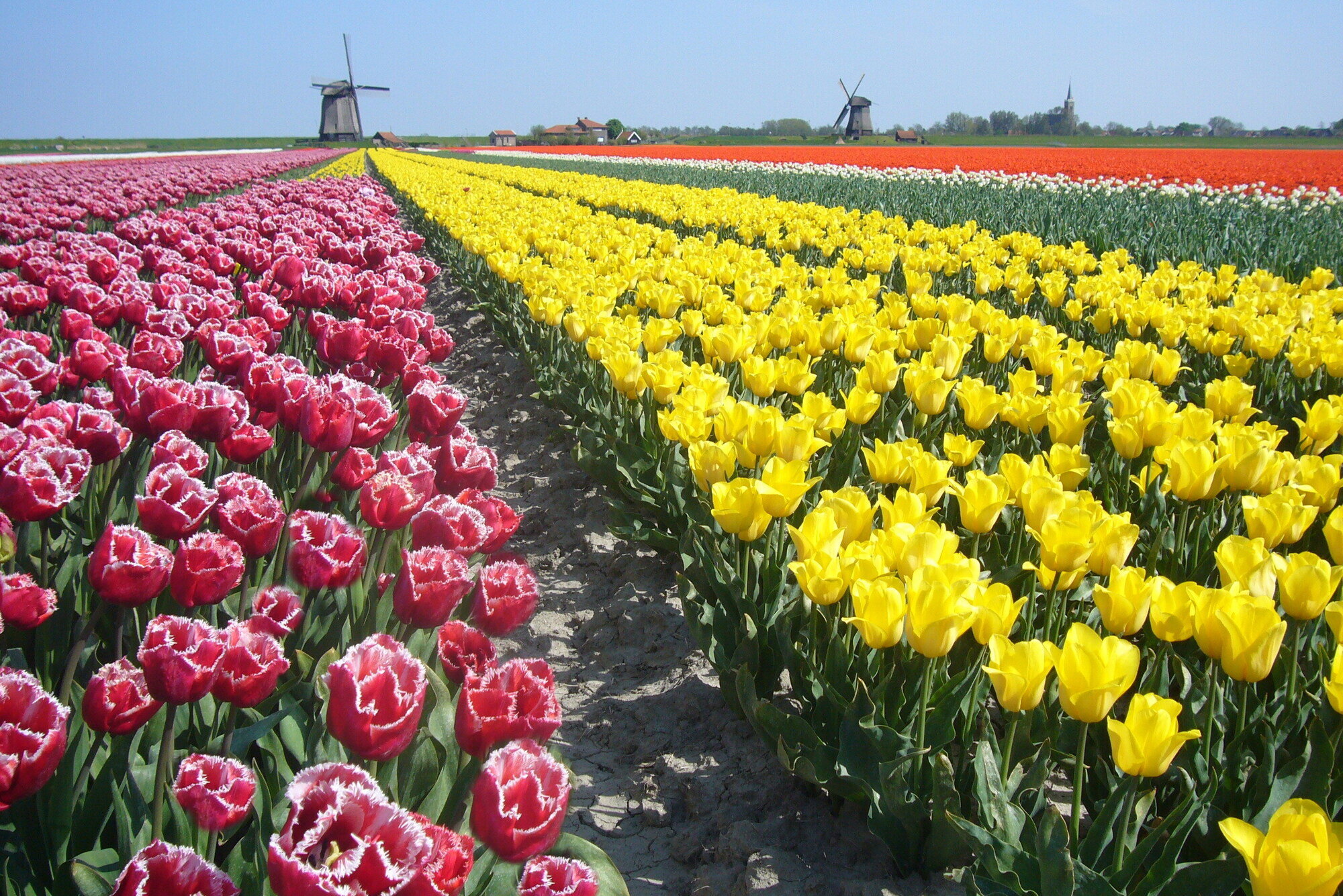 Radeln Sie an den wunderschönen Blumenzwiebelfeldern vorbei!